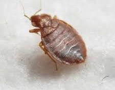 bug
