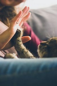 pet