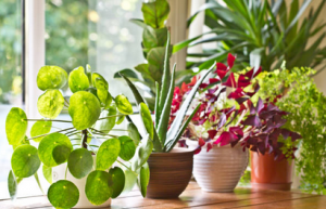 houseplant