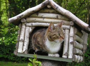 Vertical Peeing Cat's Litter Box