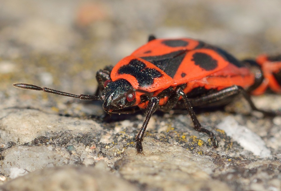 bed bugs-pests